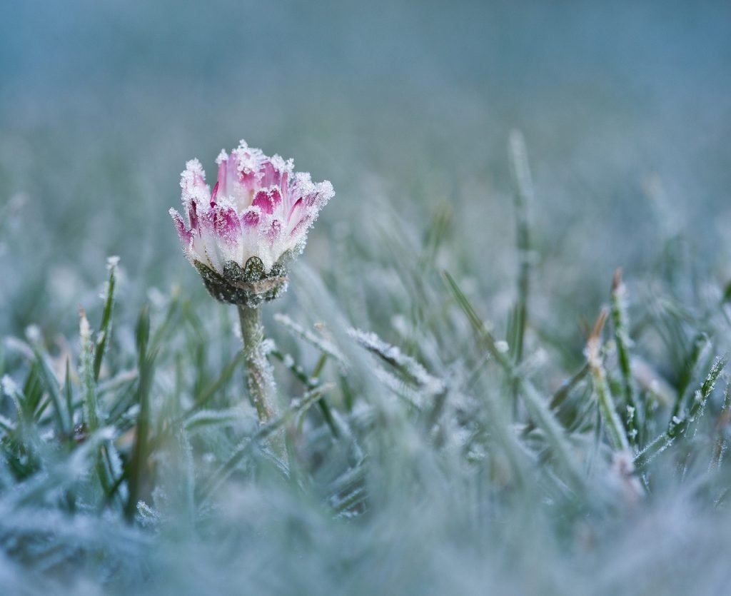 How to Keep Plants Warm in Winter